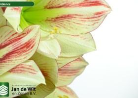 hippeastrum Ambiance (3)